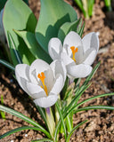 Jeanne d' Arc Large Flowering Crocus - 10 bulbs