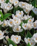 Jeanne d' Arc Large Flowering Crocus - 10 bulbs