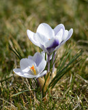 Prins Claus Species Crocus - 10 bulbs