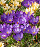 Ruby Giant Species Crocus - 10 bulbs