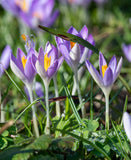 Whitewell Purple Species Crocus - 10 bulbs