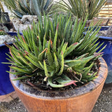 Aloe 'Crosby's Prolific'