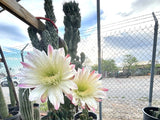 Curiosity Cactus flowers