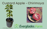 Custard Apple plant in a pot with sliced fruit on a plate, branded as Everglades Farm.