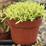 Rhipsalis cereuscula with a red pot in a greenhouse setting