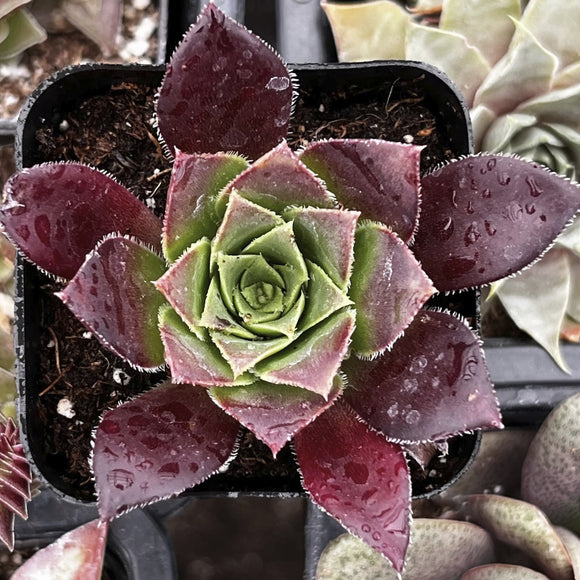 Close-up of Sempervivum 'Devon Jewel' with purple and green leaves, showing water droplets.