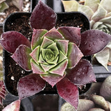 Close-up of Sempervivum 'Devon Jewel' with purple and green leaves, showing water droplets.