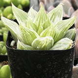 Haworthia retusa 'White Ghost' plant with a black pot on a blurred background