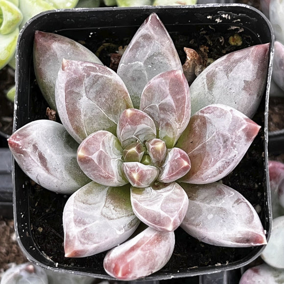 Pachyphytum 'Little Jewel' in a black pot with a soft focus background