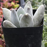 Potted Pachyphytum 'Buster' plant with grayish-green leaves in a black pot.