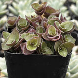 Potted Callisia repens plant with green and pinkish-red leaves in a black pot.