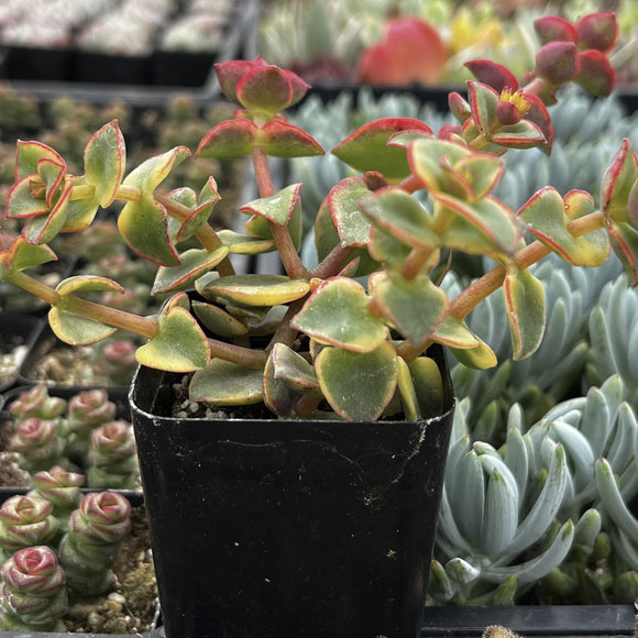 Crassula 'Calico Kitten' with green and red leaves in a garden setting.