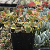 Crassula 'Calico Kitten' with green and red leaves in a garden setting.