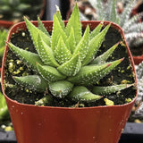 Haworthiopsis fasciatain a red pot with a blurred background