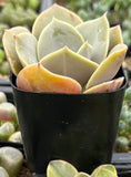 Echeveria 'Lolita' plant in a black pot with a blurred green background