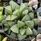 Haworthia pygmaea plant in a pot with a blurred background