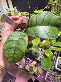 Hoya Callistophylla Obsidian