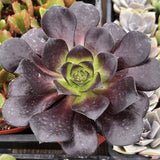 Close-up of a Aeonium 'Black Rose' plant with dark purple leaves and a green center.