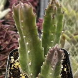 Potted Stapelia gigantea plant with a blurred background