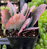  Variegated Flapjack (Kalanchoe luciae 'Variegata')  with pink and white leaves.