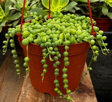 String of Pearls