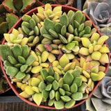 Potted Anacampseros telephiastrum ‘Sunset’ plant with green and yellow leaves in a red pot.