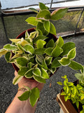 Hoya Tricolor 'Krimson Queen'