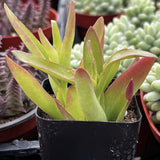 Crassula capitella 'Campfire' with red and green leaves in a black pot, surrounded by other plants.