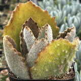 Close-up of a Kalanchoe beharensis 'Fang' plant with fuzzy leaves.