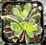 Faumatium Hybrid plant in a pot with soil and small stones