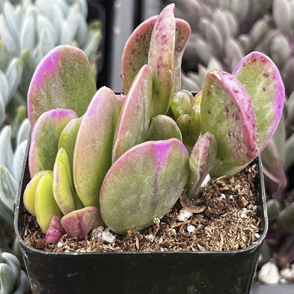 Potted Senecio jacobsenii with pink and green leaves in a garden setting