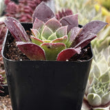 Potted Sempervivum 'Devon Jewel' with red and green leaves in a black pot.