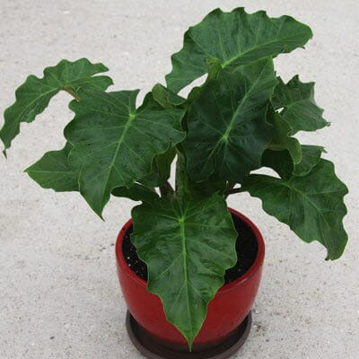 Alocasia 'Low Rider'  Tropical Houseplant in 4