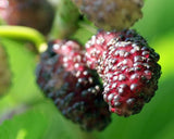 Close-up of mulberries on a branch with green leaves.