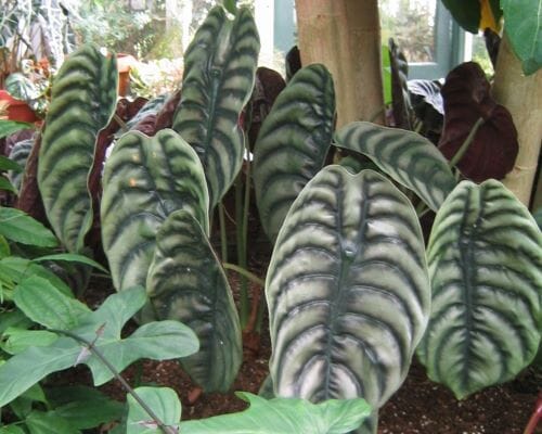 Alocasia Cuprea Red Secret Tropical Houseplant in 4