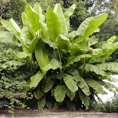 Basjoo Banana Plant in a garden setting with trees and a path in the background