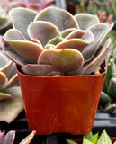 Echeveria 'Fireglow'plant in an orange pot with a blurred background
