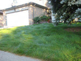 Lawn in front of a house with a driveway EcoSeed - The No Maintenance Lawn, Fine Fescue Lawn Mix, Eco-Friendly Grass