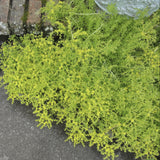 Lemon Ball Sedum beside pavement