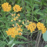 Butterfly weed