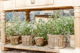 Rattan Flower Pot Basket with Plastic Inner