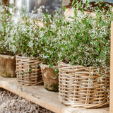 Rattan Flower Pot Basket with Plastic Inner