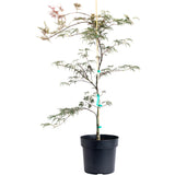 Inaba Shidare Japanese Maple