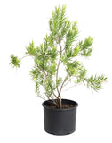 A small potted evergreen shrub with needle-like green foliage in a black nursery pot, isolated on a white background. Bubba Jones Desert Willow Tree