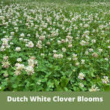 Field of Dutch White Clover Blooms with text overlay
