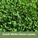 Close-up of Dutch White Clover leaves with a green background