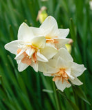 Delnashaugh Double Daffodil - 10 bulbs