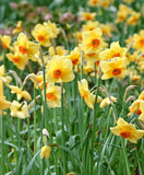 Pipe Major Daffodil - 10 bulbs
