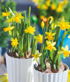 Tete a Tete Cyclamineus Daffodil - 10 bulbs