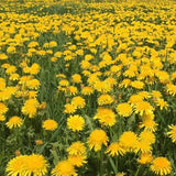 DandiPure™ – Wild Dandelion Seed | Pollinator-Friendly, Edible, Chemical-Free Lawn